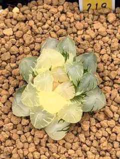 多肉植物 ハオルチア 裏般若錦 糊斑 超美品 透明窓 - メルカリ
