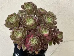 アエオニウム 蛍火花顔ピンクディジー 極上花顔株‼️抜き苗 3.5号鉢