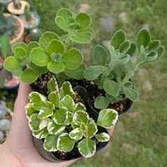 なあゆ様 リクエスト 2点 まとめ商品