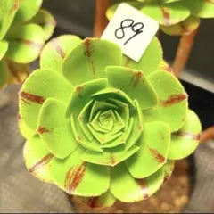 90 #観葉植物アエオニウム錦❤️グリ一ンファイア一錦❤️碧火❤1頭7cm