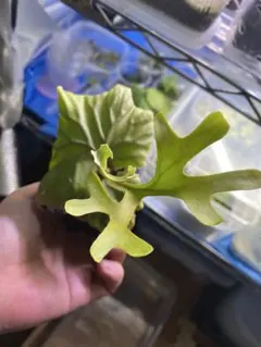 Takuya様 リクエスト 2点 まとめ商品