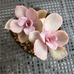 優飛mama様 リクエスト 2点 まとめ商品