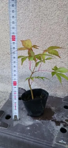ミニ盆栽　紅葉　もみじ　素材のサムネイル