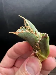 2025年最新】ゴリ猫の人気アイテム - メルカリ