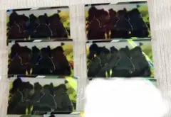 忍たま乱太郎 忍たま ツインウエハース 六年生