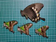 2026年最新】オオルリオビアゲハの人気アイテム - メルカリ