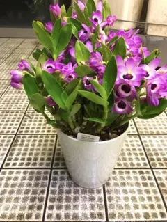 もも大好き様専用