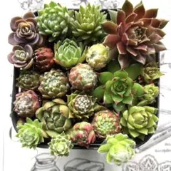 多肉植物♡センペルビウム抜き苗詰め合せ♡レアセダムカット苗セット