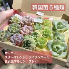 韓国苗５種類詰め合わせ★ホーニー、スターオレンジ、プジィ　多肉植物の寄せ植えにDのサムネイル