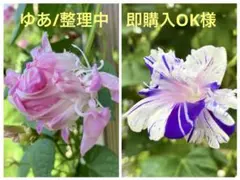 ゆあ/整理中　即購入OK様 おまとめ
