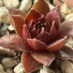 ①【チェリーベリー】抜き苗 センペルビウム 多肉植物 - メルカリ