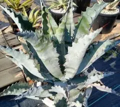 よ*あ様 アガベ　シャウィー　ミュータント　激レア　斑入り　チタノタ　ハイブリッ よ*あ様 アガベ シャウィー ミュータント 激レア 斑入り