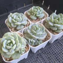 バニラビス カット苗（発根済み） 7.5cm鉢 大きめ 多肉植物のサムネイル