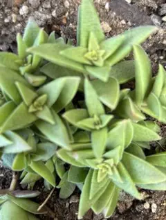 ポンポン様専用です。