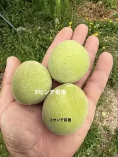 山梨県 摘果桃 若桃 10キロ 箱 - メルカリ