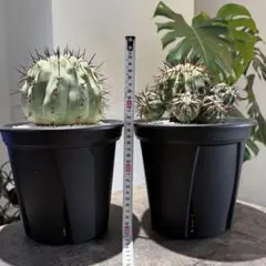 黒王丸 実生 鉢植えメルカリ便送料込み 2025年最新】黒王丸 実生の人気アイテム - メルカリ