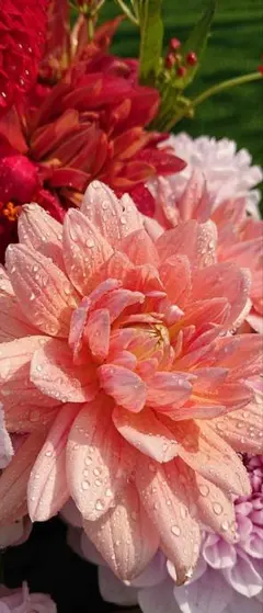 専用です　　ネックレスのみ　BVLGARI　ビーゼロワン