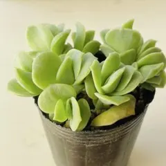 写真更新 ラブリーローズ錦 抜き苗 多肉植物 - メルカリ