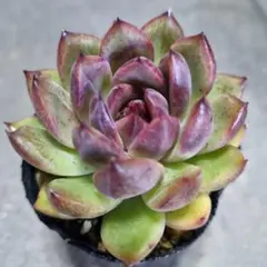 ♡♡　　多肉植物　スジョン　　♡♡　抜き苗