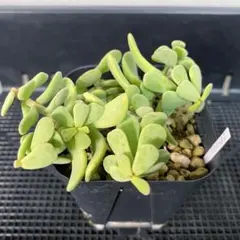 あめちょこ様 リクエスト 2点 まとめ商品