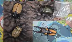 いきもの大図鑑 カブトムシ クワガタ セット