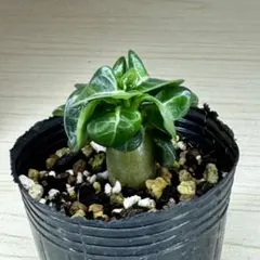 2025年最新】アデニウム ドーセットホーンの人気アイテム - メルカリ