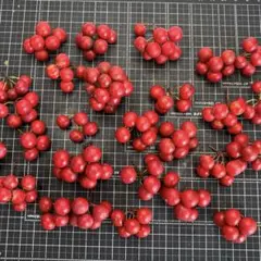 Takeshi Sanuki様 リクエスト 2点 まとめ商品