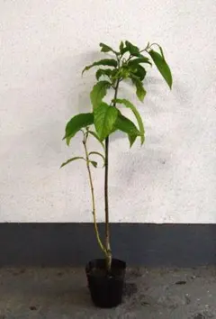 イランイラン 苗木 5号ポット 観葉植物 熱帯植物 香水の原料 - メルカリ