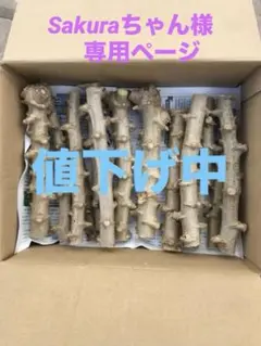 徳之島産キャッサバ苗挿木用苗600本入り 只今値下 キャッサバ挿し木苗 3本 沖縄県産無農薬栽培｜Yahoo!フリマ（旧PayPay
