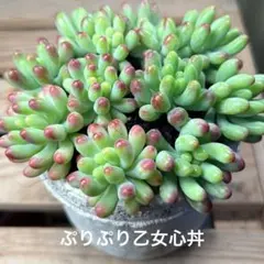 多肉植物カット苗ぷりぷり乙女心丼12本カット（中）のサムネイル