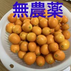 金柑 無農薬きんかんのサムネイル