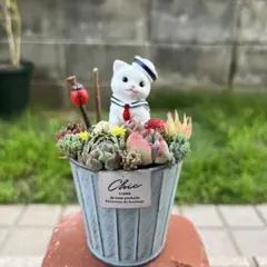☆速達付き☆♡そのまま飾れる♡文鳥ちゃんの多肉植物寄せ植え