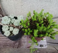多肉植物☆サクサグレレモスグリーン☆札落ち　抜き苗のサムネイル