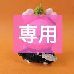 【専用】