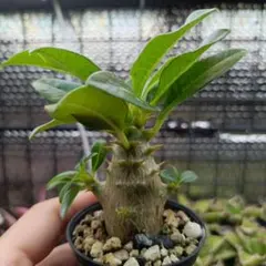 TAKERU様 リクエスト 2点 まとめ商品