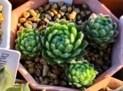 Ｂｉｎｇ　Ｃｒｏｓｂｙ　仔付　Sempervivum　センペルビブムのサムネイル