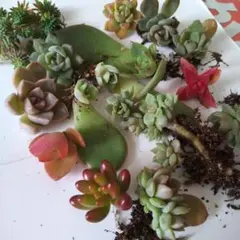 多肉カット、葉挿しの苗詰め合わせ