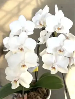 胡蝶蘭 白 二本立てのサムネイル