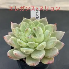 くみくみ様 リクエスト 2点 まとめ商品