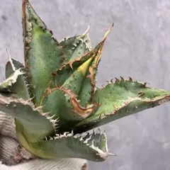 2025年最新】金蟾 アガベの人気アイテム - メルカリ