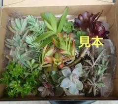 多肉植物セット -