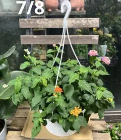 ポーチュラカ ミックス植え 6寸吊り鉢ごと 苗 植物 本日入荷！ - メルカリ