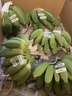 ピノ子様　ご確認用