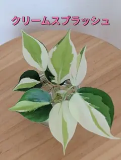 필로덴드론 옥시칼듐 크림 스플래쉬 컷 모종 3가닥