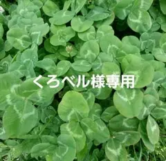 くろベル様専用