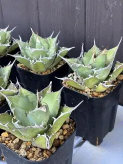 2025年最新】アガベ チタノタ ハデスの人気アイテム - メルカリ