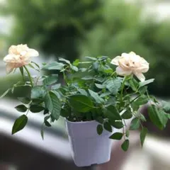 ミニバラ♡淡いオレンジ＆レモンイエロー♡3.5号♡ポットごと宅急便