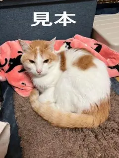 オレンジと白の猫