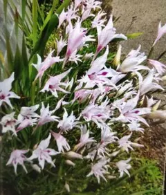 Masashi Yukitake様 リクエスト 2点 まとめ商品