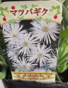 白花マツバギク☆カット苗たくさん - メルカリ